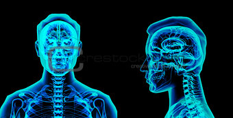 3d rendered illustration of the brain