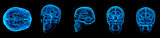 3d render human brain X ray 