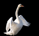 swan isolated on white