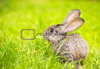 Grey rabbit in grass closeup