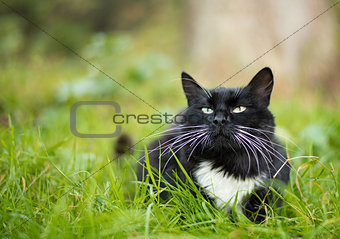 Adult black and white cat 