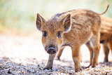 Wild piglet standing on a path
