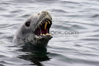 Crabeater seals in the water