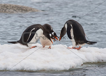 Gentoo Penguin on the ice