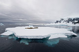 Crabeater Seal on the iceberg