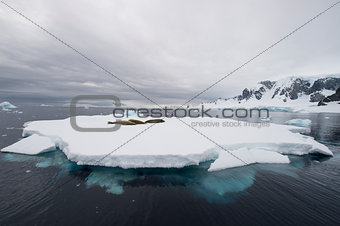 Crabeater Seal on the iceberg