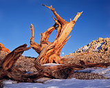 Bristlecone pine in the White Mountains