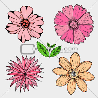 Vector set of hand drawn colorful flowers and leaf branch. illustration isolated on grey