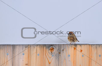 Little Sparrow on fence