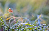 frozen grass and heart shape leaf