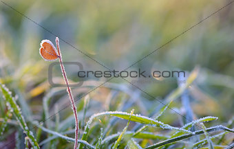 frozen grass and heart shape leaf