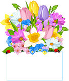 Colorful Fresh Spring Flowers