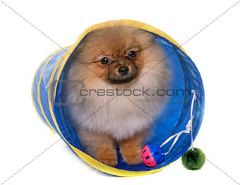 puppy pomeranian dog in tunnel