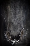 Nostrils of friesian horse in to snow close up