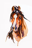 drawing head of the horse