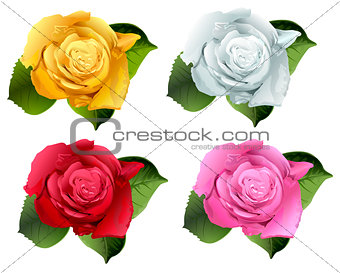Set rose flower bud
