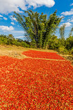 red chili Kalaw Shan state Myanmar