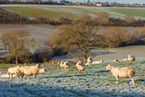 Sheep in A Frosty Field