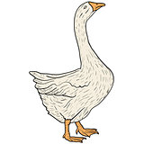 Sketch grey goose on a white background. Vector illustration.