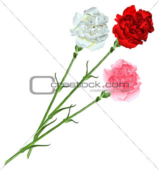 Bouquet of white, pink and red carnations