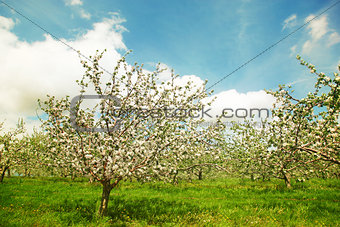 Blossoming apple orchard in spring