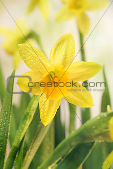 Narcissus flowers and green leaves
