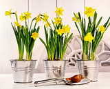 Pots of daffodils on table