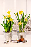 Yellow daffodils in pots