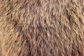 texture brown Siberian bear Ursidae skins