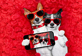 valentines couple of dogs in love 