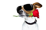 valentines dog in love with rose in mouth
