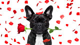 valentines dog