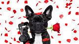 valentines dog selfie in love