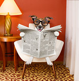 dog reading newspaper at home
