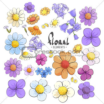 Wild flowers on a white background