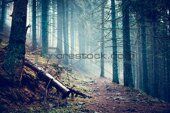Trail in a dark pine forest