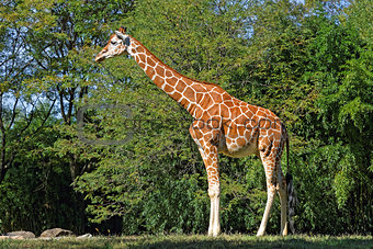 Giraffe in Natural Habitat 