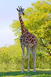Giraffe in Natural Habitat