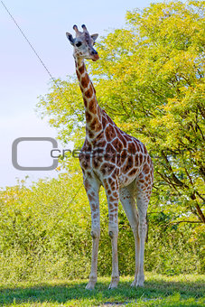 Giraffe in Natural Habitat