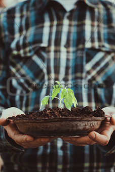 Garden seedling in farmer's hands