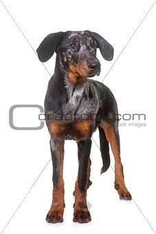 young beauceron in studio