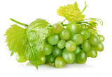 Fresh green grapes with leaf harvest fruit