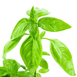 Sprout of Green Basil