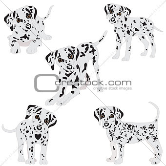 Dalmatians, cute, sad. Vector Illustration. Portrait of Dalmatian Puppy. Dog isolated.