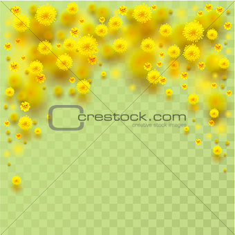 Yellow fluffy mimosa flowers fall