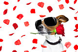 valentines day dog rose in mouth 