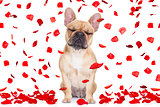 valentines day dog crazy in love