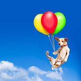 dog hanging on balloon in  air