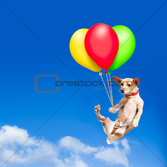 dog hanging on balloon in  air