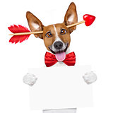 valentines day dog crazy in love